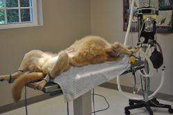 Surgery Table Dog Being Operated