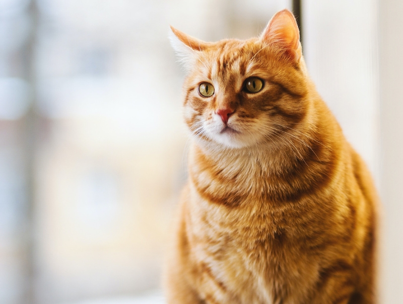 Salty Paws Veterinary Hospital Policies