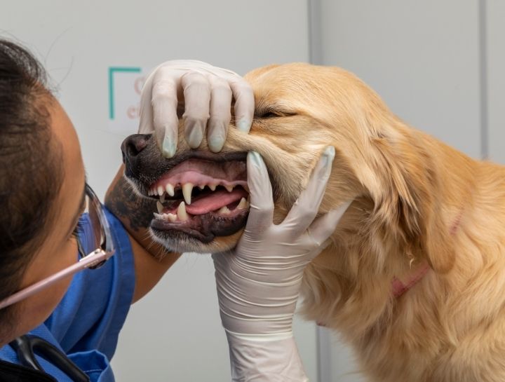 pet dentist near me