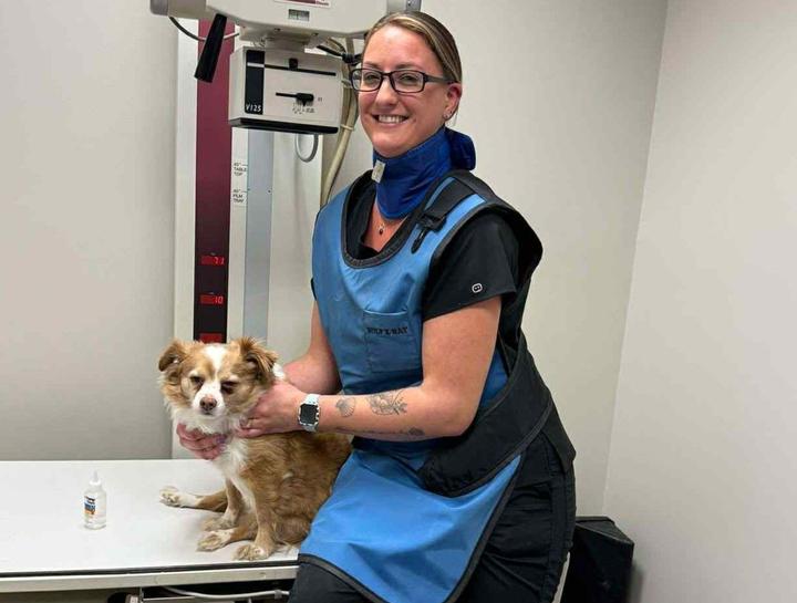 Cat & Dog Diagnosis
