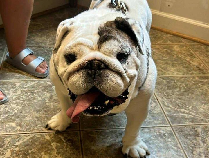 Pet Health Certificates 