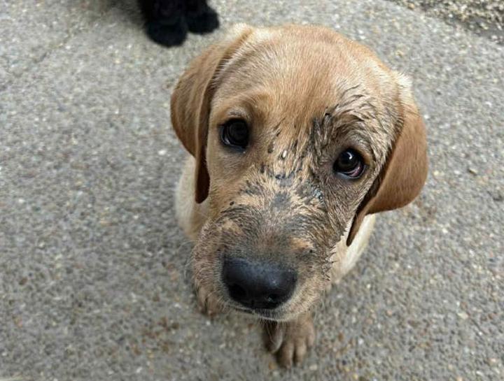 Pet Skin Allergies: scabs