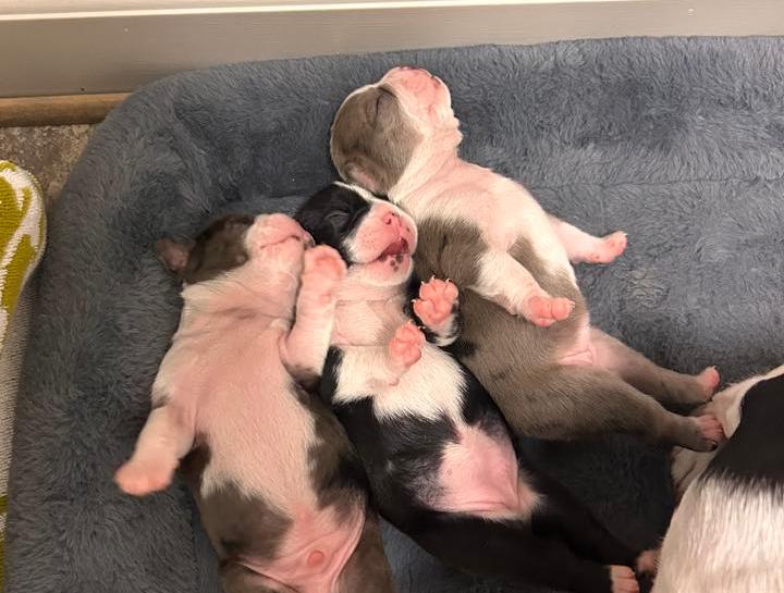 Puppy & Kitten Care 