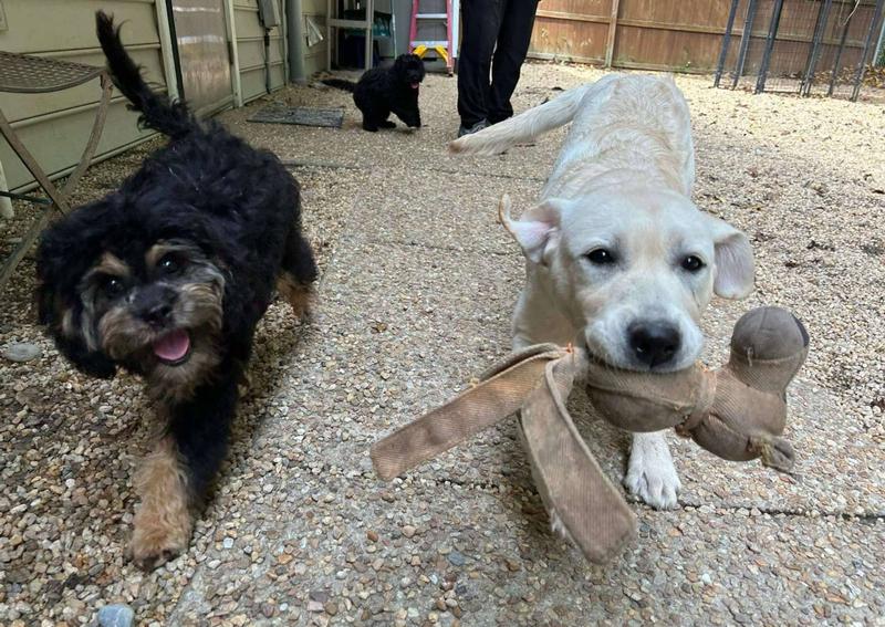 Carousel Slide 2: Develop social skills during your puppy's developing age