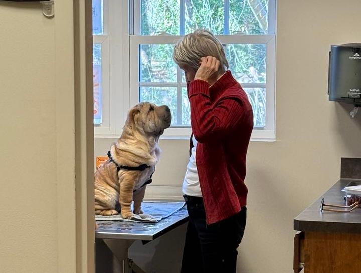 Pet Behavior in $city