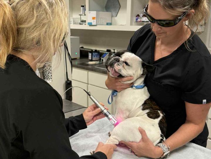Laser Therapy for Pets