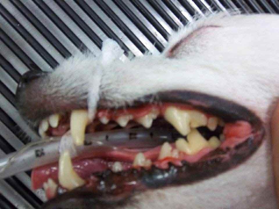 pet dentist near me