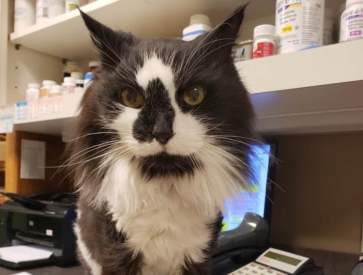 Senior Pet Care 