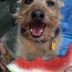 happy dog boarding service eating a watermelon yorktown va