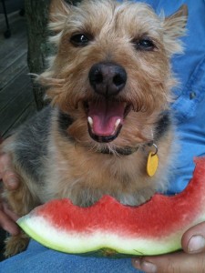 happy dog boarding service eating a watermelon yorktown va
