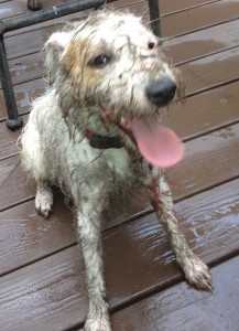 happy muddy dog Yorktown VA vet